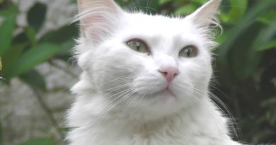 Gato Angorá Gato Angorá